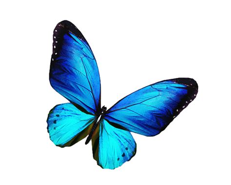 transparent blue butterfly|free butterfly transparent background.